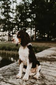 English Springer Spaniel In 2020 Springer Spaniel Puppies English Springer Spaniel Puppy Spaniel Puppies