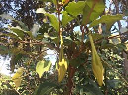 Image result for Rothmannia whitfieldii