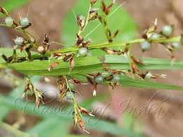 Image result for Scleria