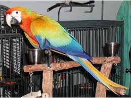 Exotic Bird Eggs For Sale Parrots And Fertile Parrot Eggs For Sale Parrot African Grey Parrot Macaw Parrot