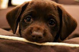 Why Do So Many Muslims Hate Dogs New English Review