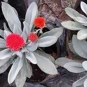 Image result for Kleinia fulgens