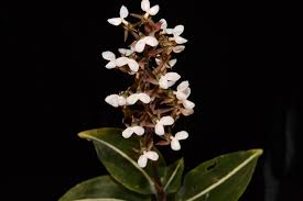 Image result for Rhipidoglossum ovale