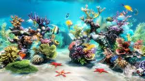 Fond D Ecran De Poisson Qui Bouge Gratuit Recherche Google Fond Ecran Gratuit Fond Ecran Anime Gratuit Fond Ecran Établir un fond d'écran sous window xp : fond d ecran de poisson qui bouge