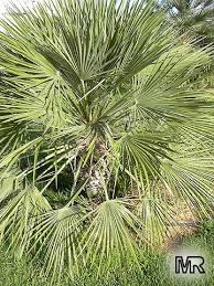 Image result for Acoelorrhaphe wrightii