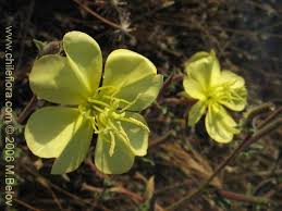 Image result for Oenothera stricta