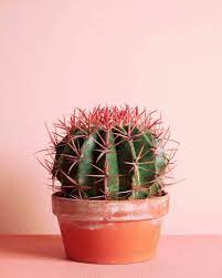 Besides being painfully irritating, wood splinters, rose thorns, and other organic prickers left in your body can lead to bacterial or fungal infections. Are Cactus Thorns Poisonous If They Prick Your Skin Succulent City