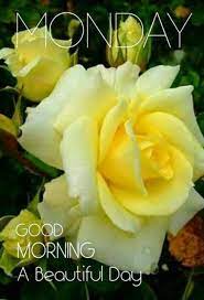 Quotes Birthday Meaningful 61 Best Ideas Good Morning Cards Good Morning Flowers Yellow Roses