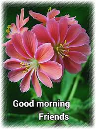 Good morning friend beautiful flower. Good Morning Friends Types Of Flowers Organic Gardening Plants