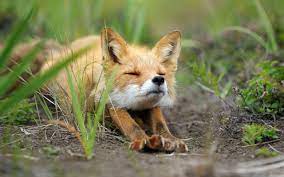 Baby Fox Wallpapers Wallpaper Cave
