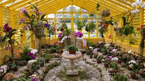 5 Secret Orchid Care Tips from a Master Grower