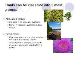Maybe you would like to learn more about one of these? Plant Classification Reproduction Plants Can Be Classified Into 2 Main Groups Non Seed Plants Mosses No Vascular Systems Ferns Vascular Systems Ppt Download