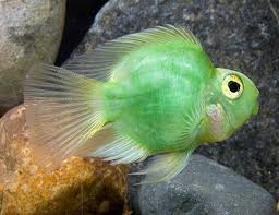 Freshwater parrot fish are ideal if you wish to keep this variety of fish as a pet. Green Jellybean Parrot Cichlid Arizona Aquatic Gardens