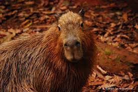 Maybe you would like to learn more about one of these? Carpincho A Rabbit In Argentina