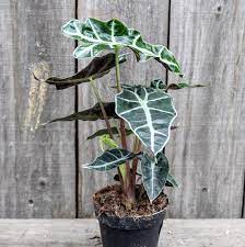 Alocasia Amazonica Polly African Mask Plant 4 Plants African Masks Cool Plants