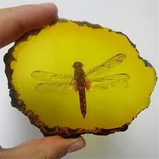 Pulido Manual de insectos fósiles de libélula ámbar hermoso ...