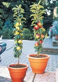 The form or shape of fruit trees can be manipulated by pruning and training. Columnar Apple Trees Grow Vertically Without Branching Out