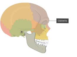 Image result for Frontal Bone