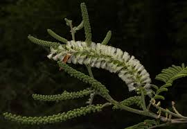 Image result for Acacia fleckii