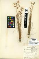 Image result for Abildgaardia