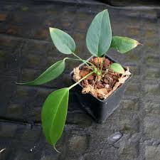 Image result for Satyrium schimperi