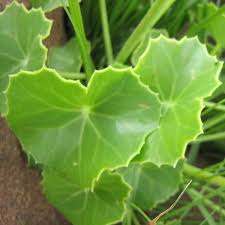 Image result for Senecio oxyriifolius