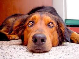 Less severe ear yeast infections in dogs can be treated with a topical ear cleaner or medication. Preventing Yeast Infections In A Dog S Ears Petfinder