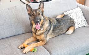 Includes can dogs eat carrots that are raw or cooked, can dogs have baby carrots and can dogs eat carrot cake! Can Dogs Eat Carrots And Other Root Vegetables Bark