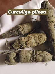 Image result for Curculigo pilosa