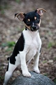 Black And White Rat Terrier Chihuahua Mix Handsomedogs 6 Breeds Originating From America X Rat Rat Terrier Dogs Rat Terrier Puppies Terrier Puppies