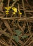 Image result for Rhynchosia sublobata