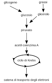 File Cellular Respiration Flowchart It Svg Wikimedia Commons