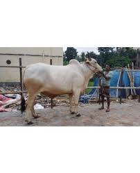 Shada Bolod 690 Kg Big Bullock