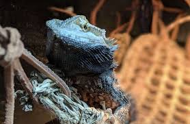 Female bearded dragon mating behavior. 32 Strange Interesting Facts About Bearded Dragons