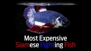 This fish an exotic specimen, considered to be one of the finest and most expensive varieties of the marine fish. Most Expensive Siamese Fighting Fish Youtube