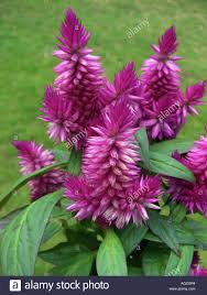 Pin On Gardening
