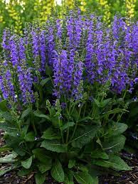 Salvia Midnight Model Bluestone Perennials Salvia Plants Flowers Perennials Meadow Sage