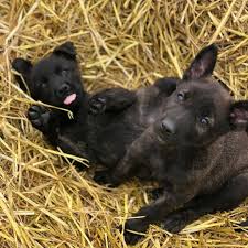… is a male dutch shepherd working towards his canine good citizenship certificate. Dutch Shepherd Puppies For Sale Home Facebook