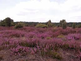 We did not find results for: Bidang Rumput Ungu Heide Heather Agustus Luneburg Heathland Pink Bunga Lebar Ungu Pxfuel
