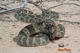 Mojave Rattle Snake Mojave Rattlesnake Snake Rattlesnake