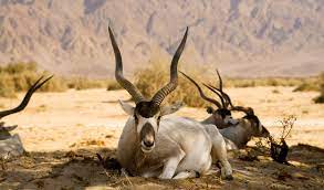 Axis deer • circle h ranch. Addax Screw Horn Antelope Facts Information Pictures