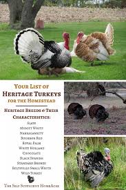 The bronze is a breed of domestic turkey. Your List Of Heritage Turkey Breeds For The Homestead The Self Sufficient Homeacre