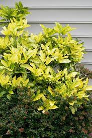You'll soon realize its one of the most attractive plants in your shade garden. Buy Mr Goldstrike Male Aucuba Japanese Laurel Free Shipping 3 Gallon Size Plants For Sale Online From Wilson Bros Gardens