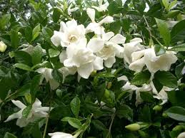 Image result for Gardenia