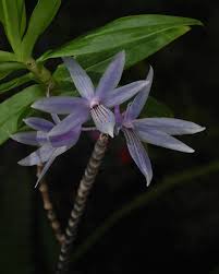 Image result for Crotalaria nigricans