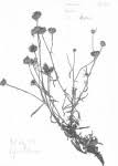 Image result for Vernonia musofensis