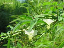 Image result for Merremia quinquefolia