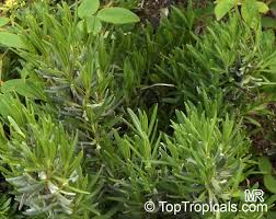 Image result for Lavandula angustifolia Vera