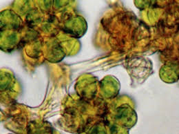 Image result for Microchloa altera