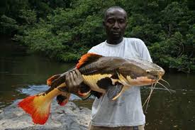 We did not find results for: Catootje On Twitter Roodstaart Meerval In De Binnenlanden Van Suriname Redtail Catfish Surinam Http T Co L7bopgulxn